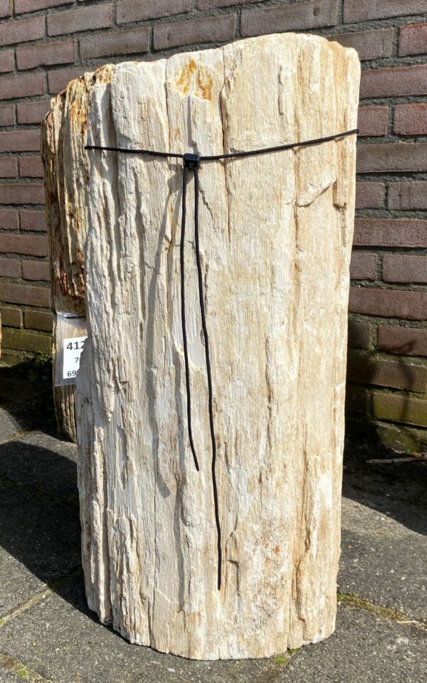 Grafsteen versteend hout 45077