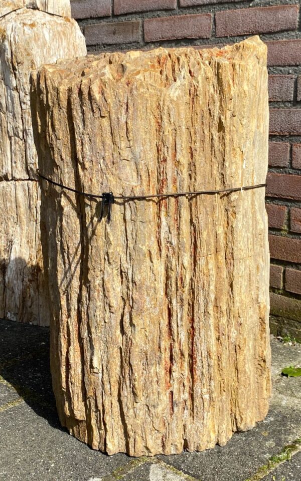 Grafsteen versteend hout 45081