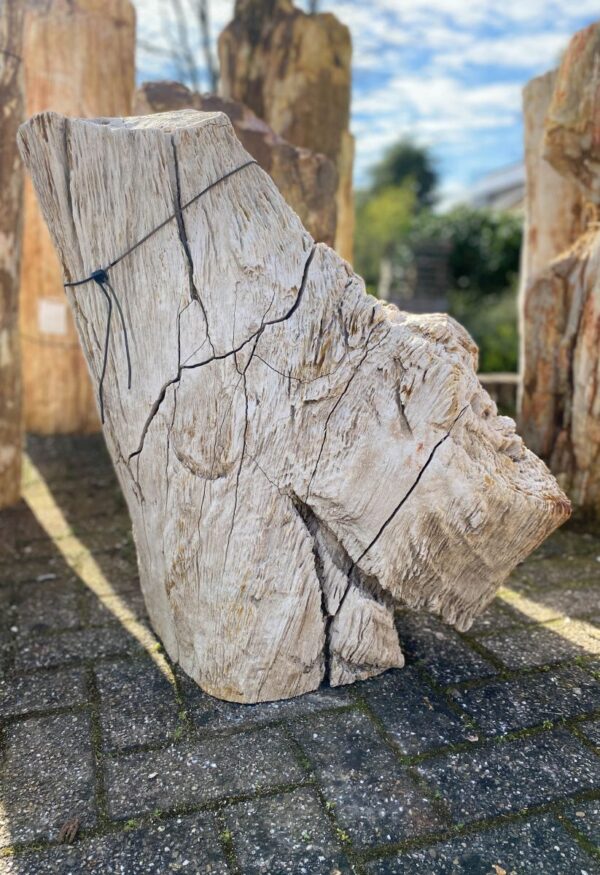 Grafsteen versteend hout 45082