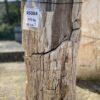 Grafsteen versteend hout 45084