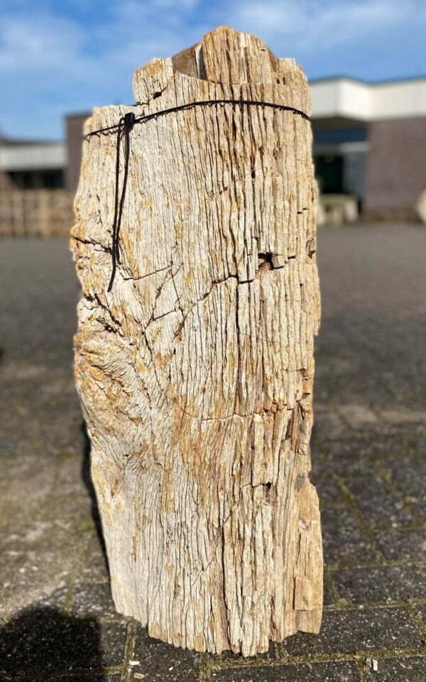 Grafsteen versteend hout 45084