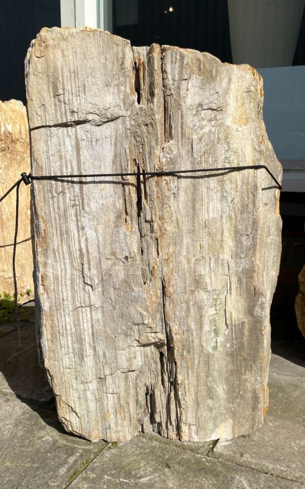 Grafsteen versteend hout 45108