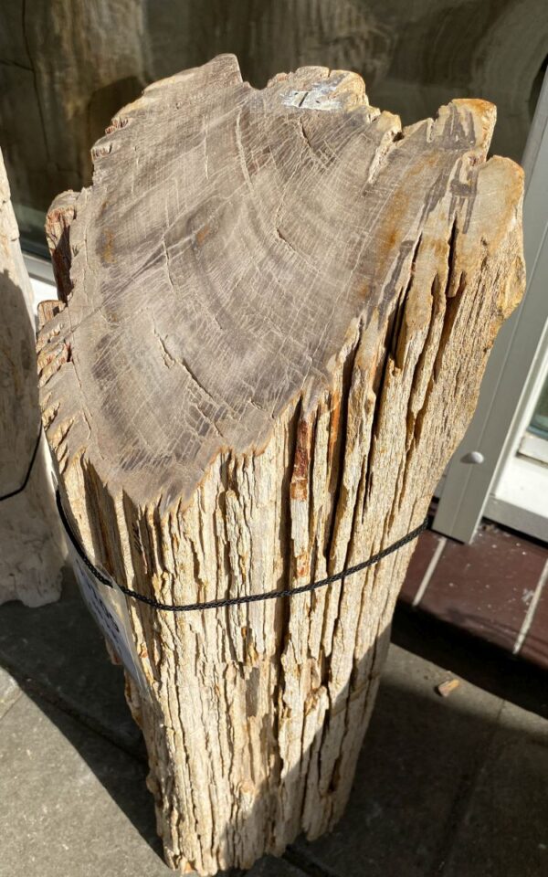 Grafsteen versteend hout 45109