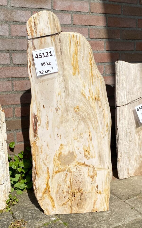 Grafsteen versteend hout 45121