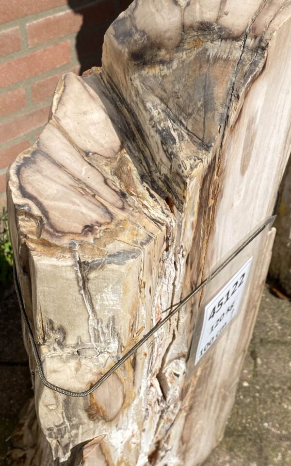 Grafsteen versteend hout 45122
