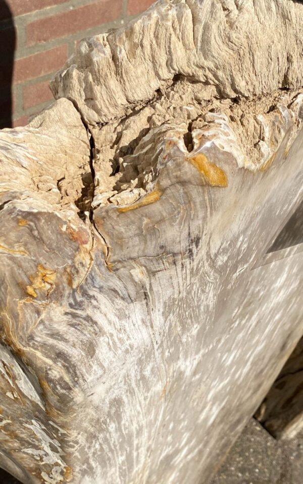 Grafsteen versteend hout 45123