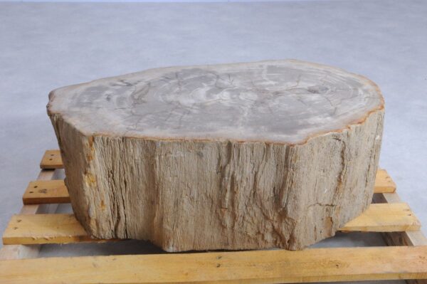Grafsteen versteend hout 45135