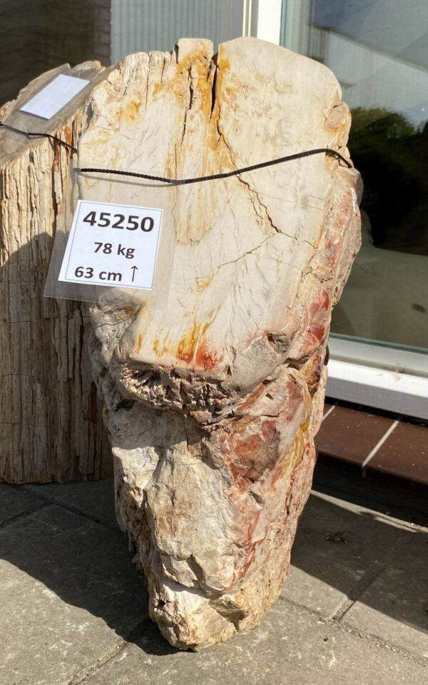 Grafsteen versteend hout 45250