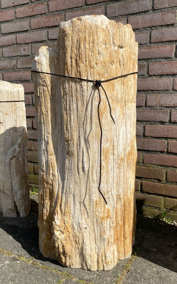 Lápida madera petrificada 45078