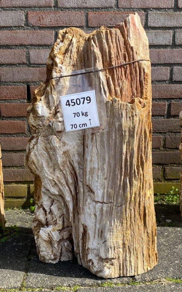 Lápida madera petrificada 45079