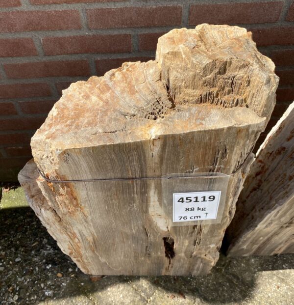 Lápida madera petrificada 45119