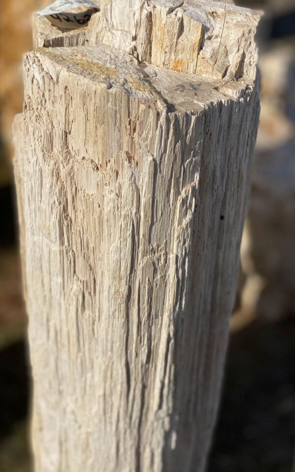 Memorial stone petrified wood 45057