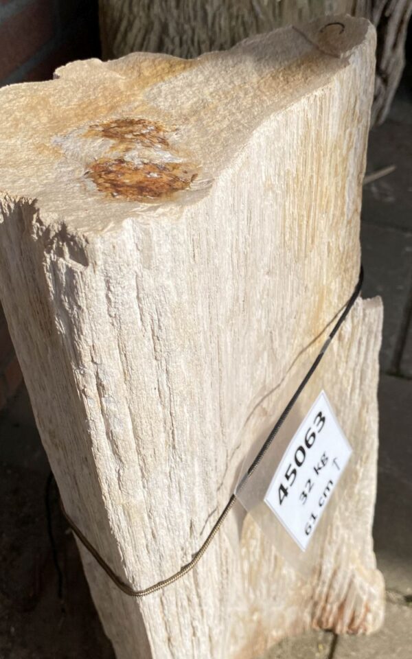 Memorial stone petrified wood 45063