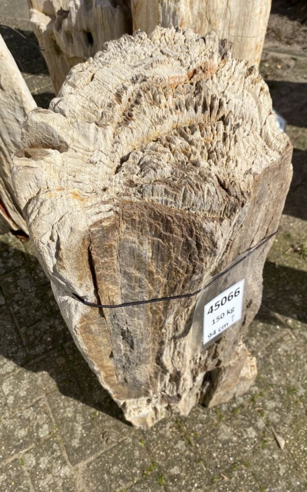 Memorial stone petrified wood 45066