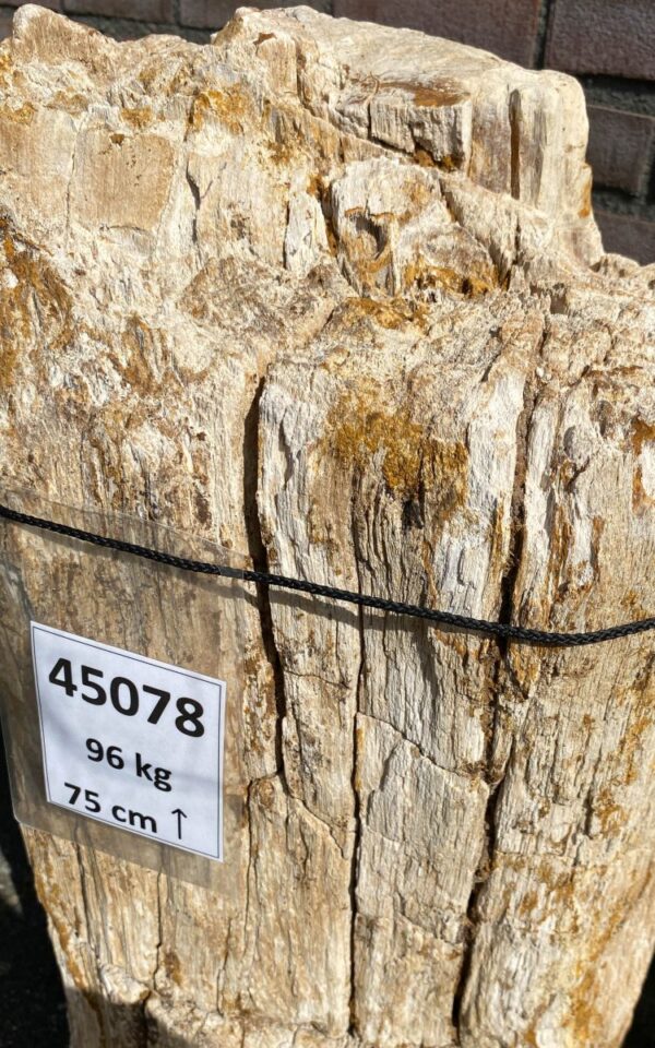 Memorial stone petrified wood 45078
