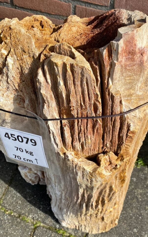 Memorial stone petrified wood 45079