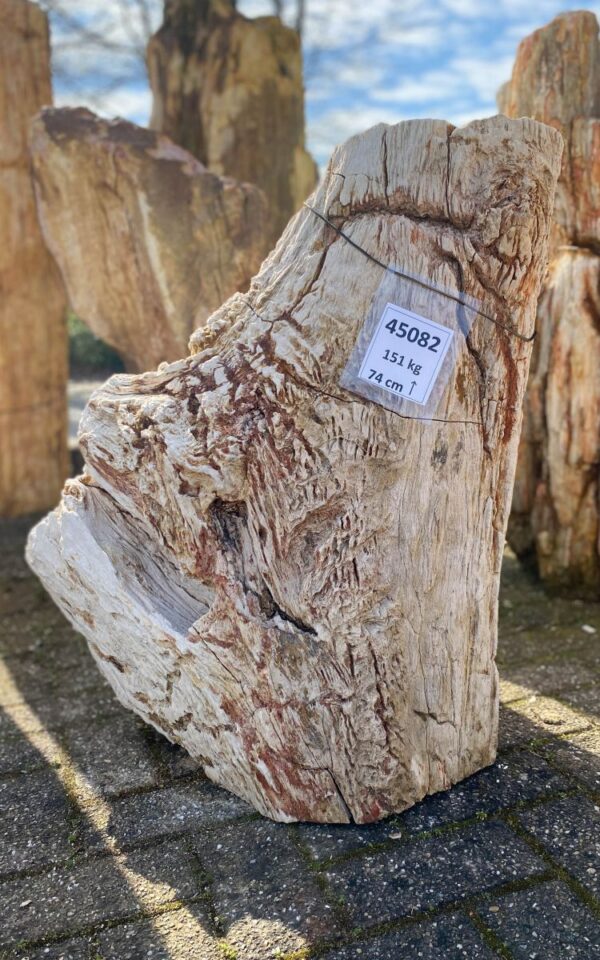 Memorial stone petrified wood 45082