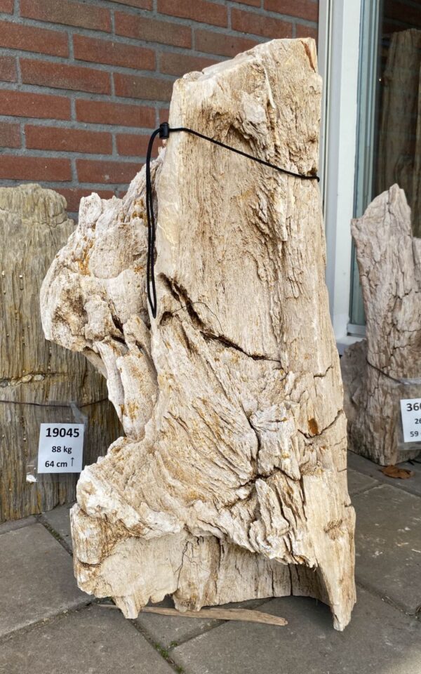Memorial stone petrified wood 45092