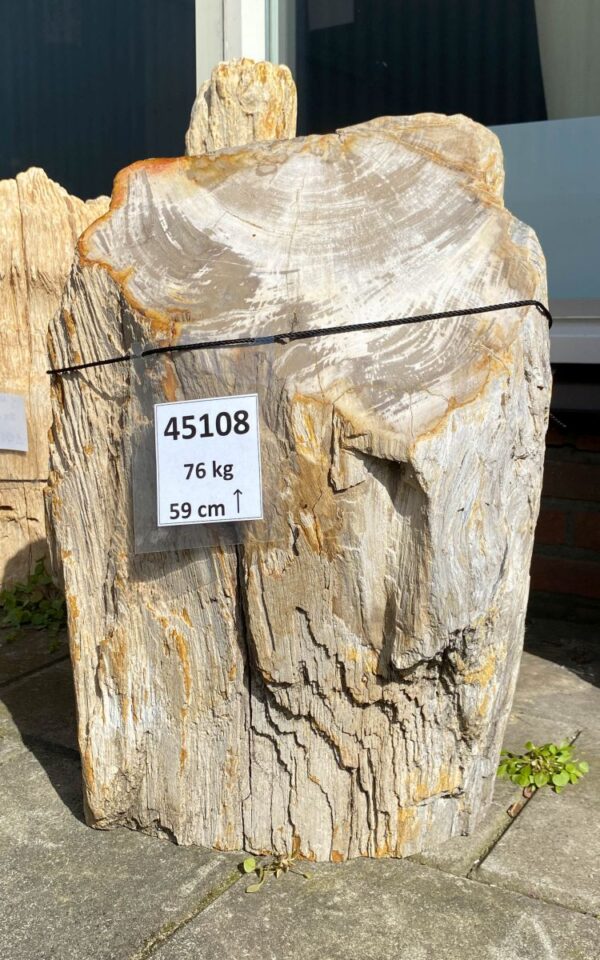 Memorial stone petrified wood 45108