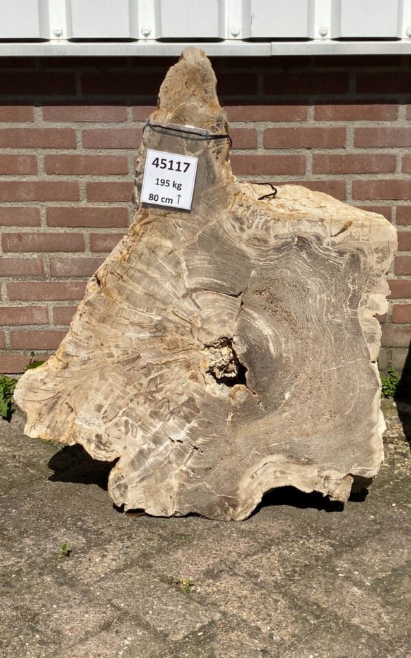 Memorial stone petrified wood 45117