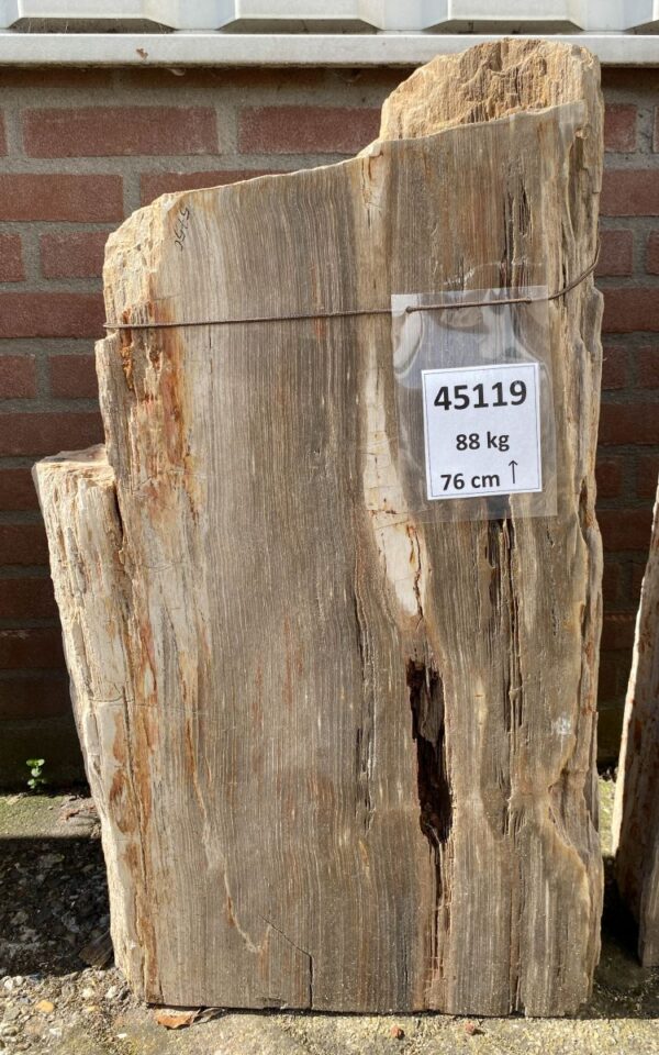 Memorial stone petrified wood 45119