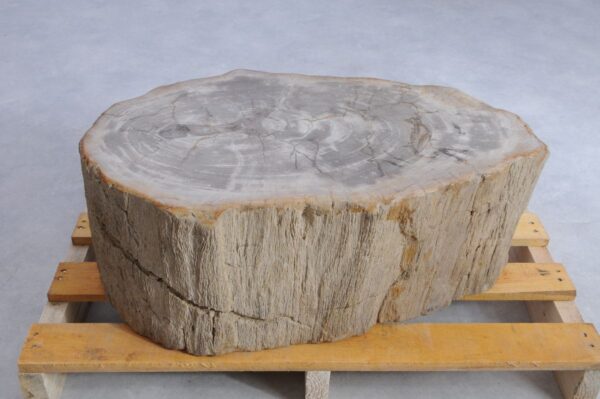 Memorial stone petrified wood 45135