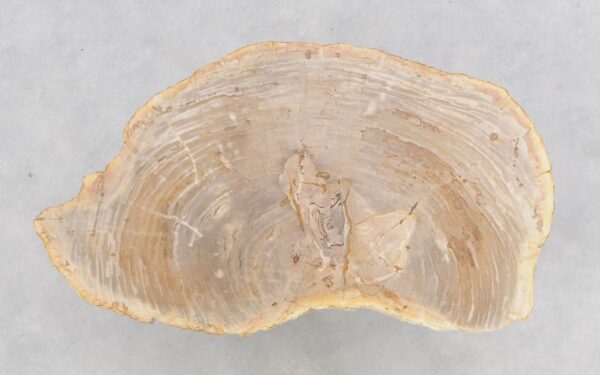 Mesa de centro madera petrificada 46173