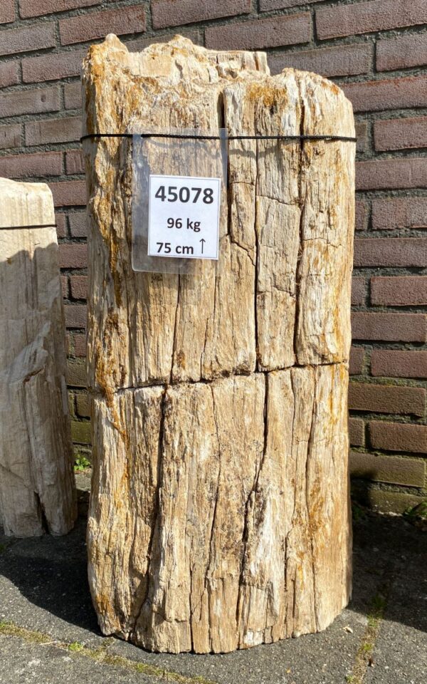 Pierre tombale bois pétrifié 45078