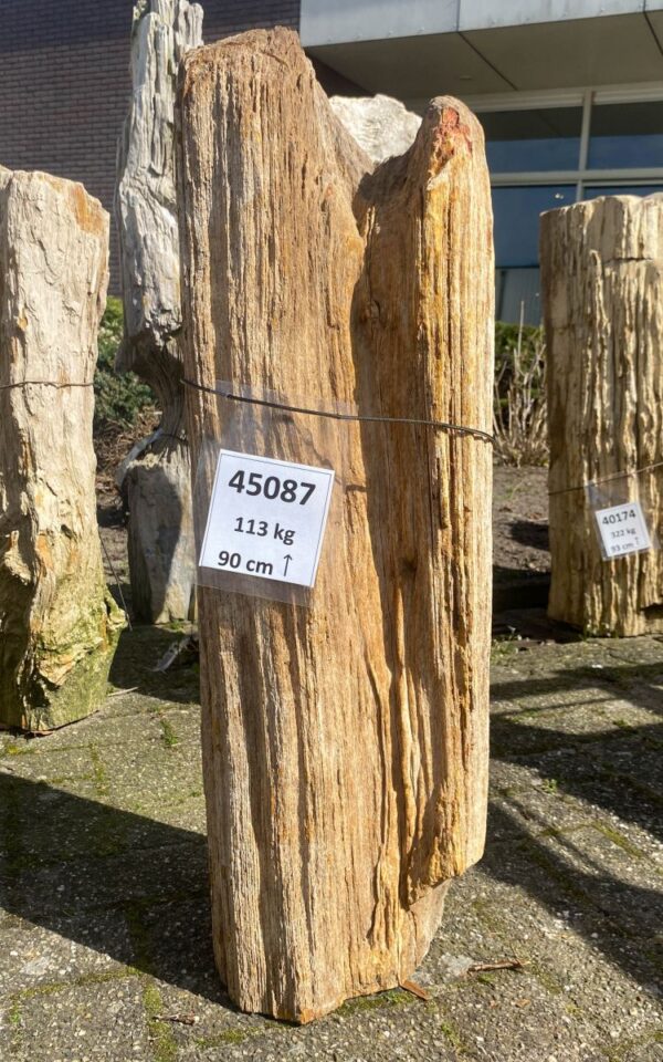 Pierre tombale bois pétrifié 45087