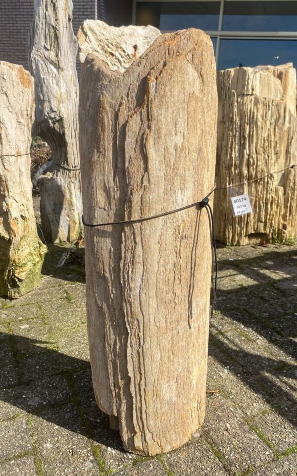 Pierre tombale bois pétrifié 45087
