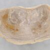 Salontafel versteend hout 46179