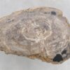 Salontafel versteend hout 47124