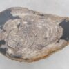 Salontafel versteend hout 47126