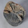 Side table petrified wood 44000