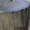 Side table petrified wood 46019
