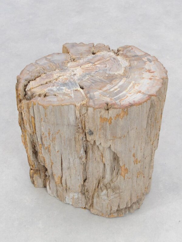 Side table petrified wood 46025