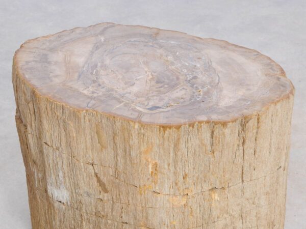 Side table petrified wood 47000