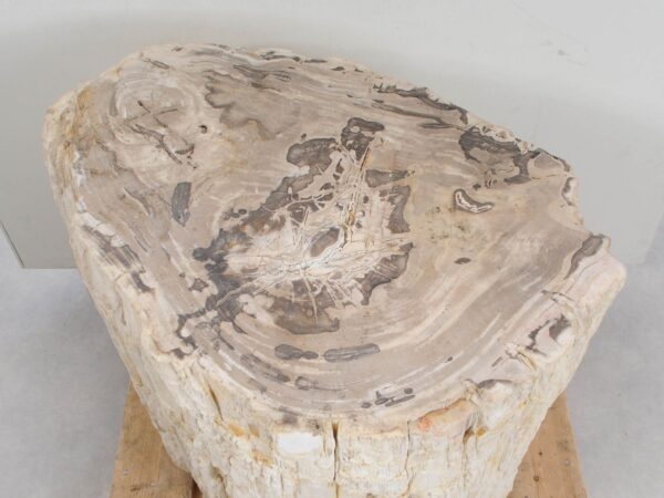 Side table petrified wood 47001