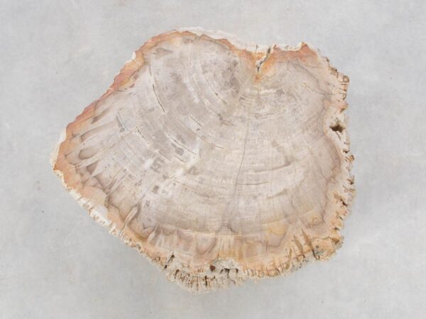 Side table petrified wood 47038