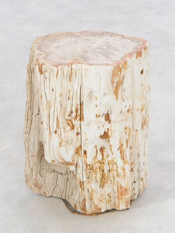 Side table petrified wood 47038