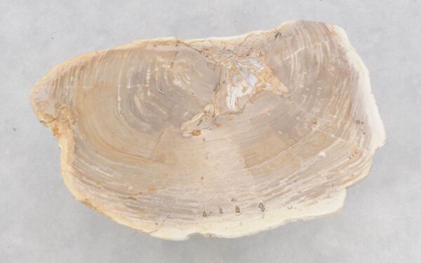 Table basse bois pétrifié 46181