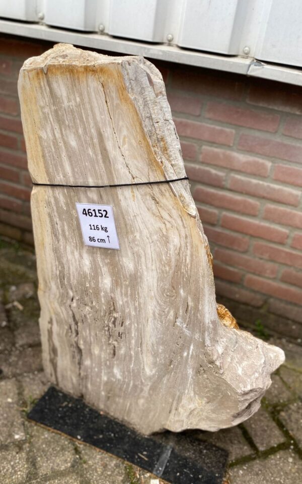 Grabstein versteinertes Holz 46152