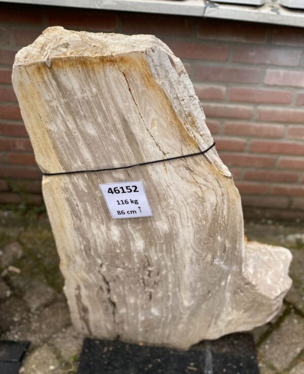 Grabstein versteinertes Holz 46152