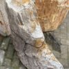 Grabstein versteinertes Holz 46153