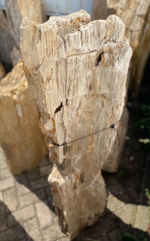 Grabstein versteinertes Holz 47088
