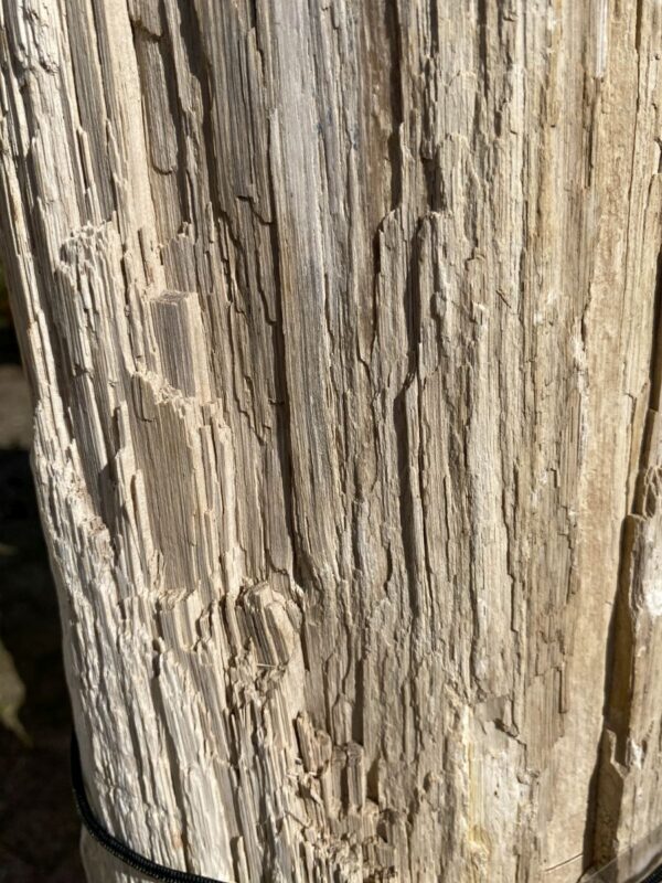 Grafsteen versteend hout 46042