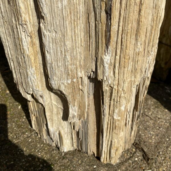 Grafsteen versteend hout 46043