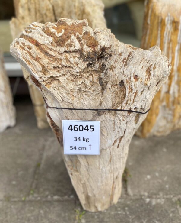 Grafsteen versteend hout 46045
