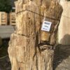 Grafsteen versteend hout 46047