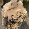 Grafsteen versteend hout 46047